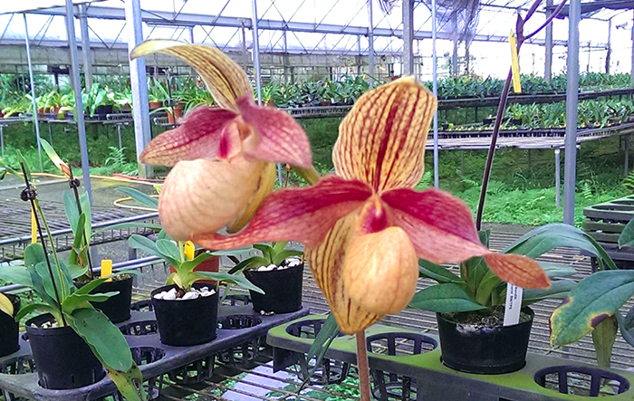 Paphiopedilum Susan Booth 'Nan Chou' x hangianum 'Huei'