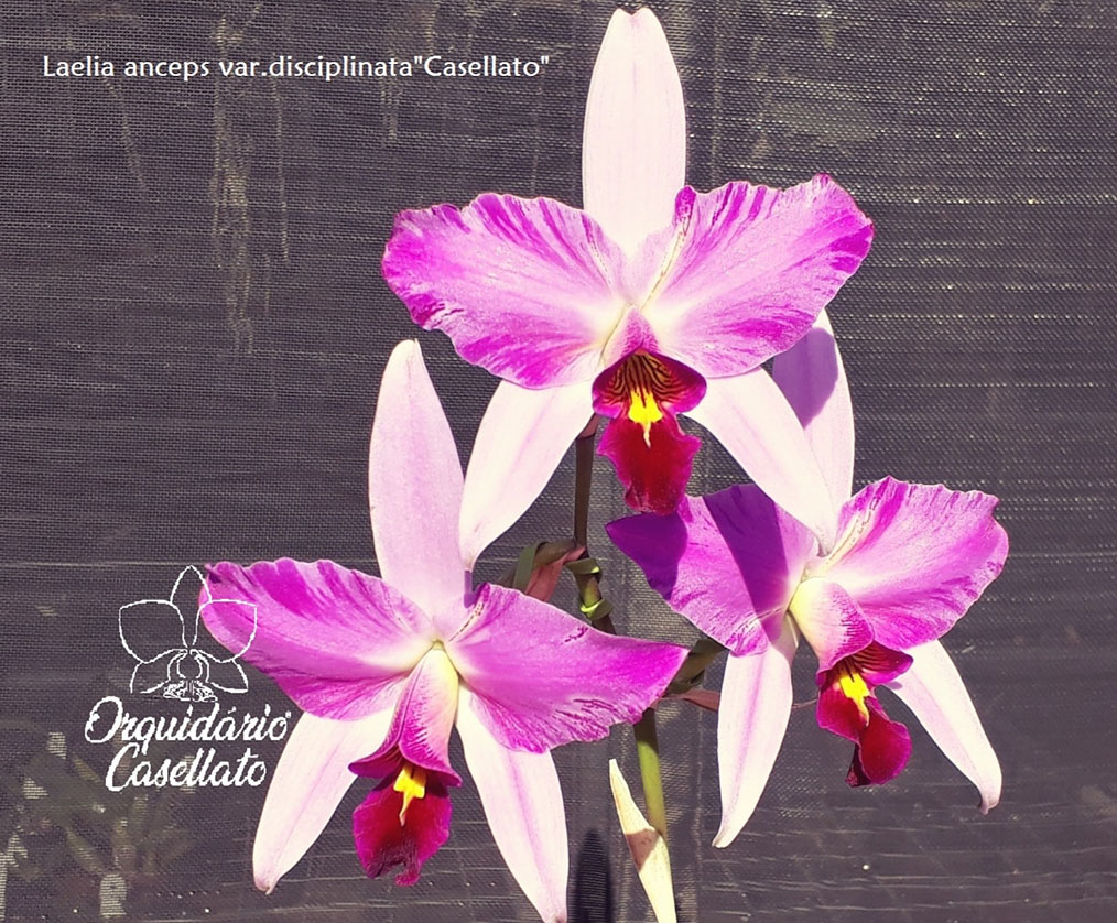 Laelia anceps disciplinata 'Casellato'