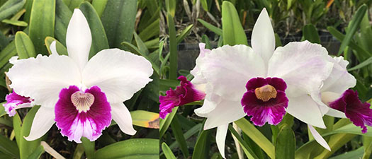 Laelia purpurata semi-alba '341 Gomes' x tipo claro 'Campea Floripa 2011'
