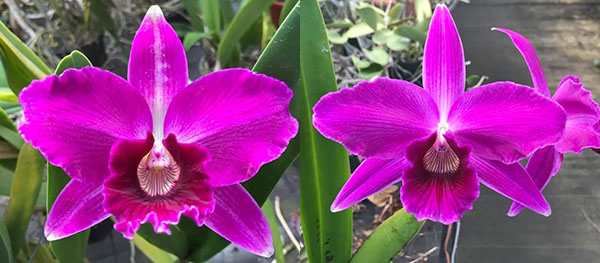 Laelia purpurata sanguinea '1961 Finho' x sanguinea 'Priscila'