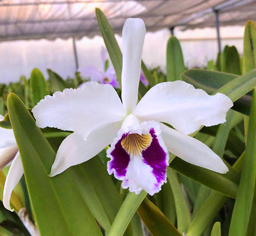 Laelia purpurata flamea oculata 'Pedreira 4N' x self