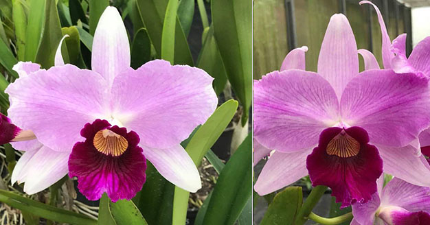 Laelia purpurata tipo 980 #1 x tipo 'Obra Prima'