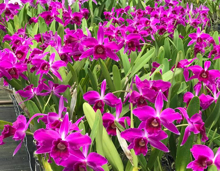 Laelia purpurata 'Red Monday Otto' x sanguinea 'Priscila'