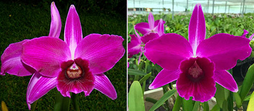 Laelia purpurata sanguinea 'Natal' x sanguinea 107 'Otto'
