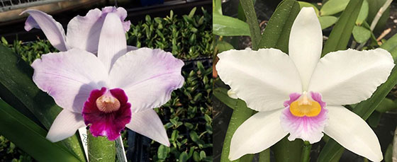 Laelia purpurata tipo '128 BR' x canhanduba '1846 Teti'