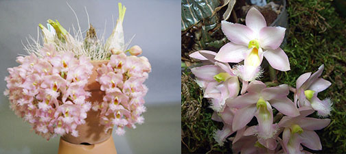 Clowesia Grace Dunn x rosea