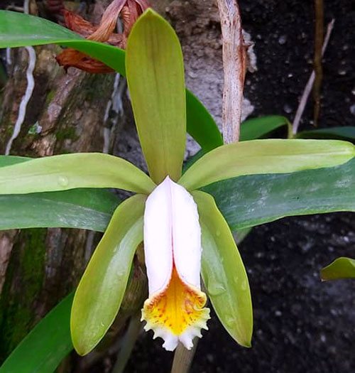 Cattleya forbesii alba