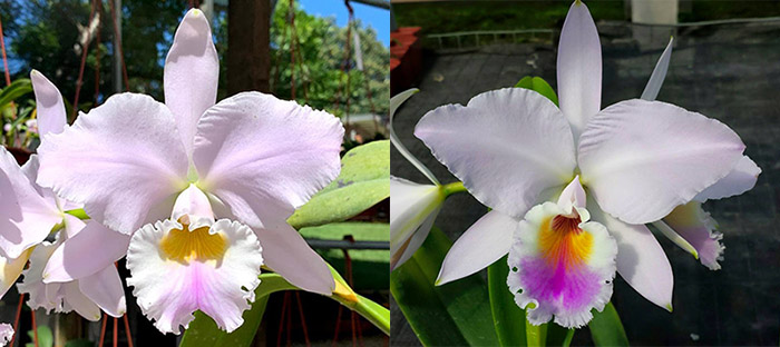 Cattleya labiata amesiana 'Marcia Regina' x labiata roxo-bispo 'Gabriela'
