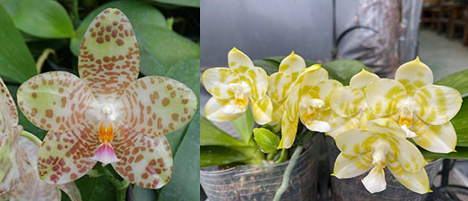 Phalaenopsis Mel's Lovely Giant x Mituo Golden Tiger 'Green Tiger'