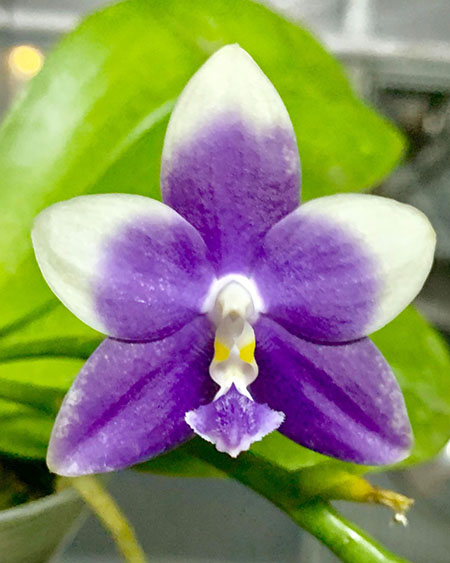 Phalaenopsis YangYang Blue Panda 'Prince'