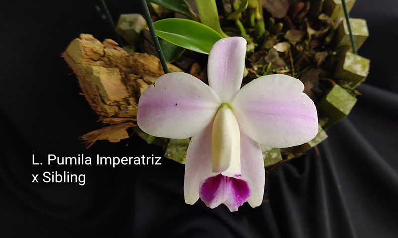 Laelia pumila 'Imperatriz' x sib