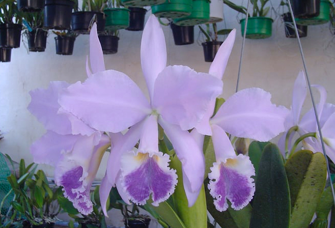 Cattleya warneri coerulea 'Suzuki' x self