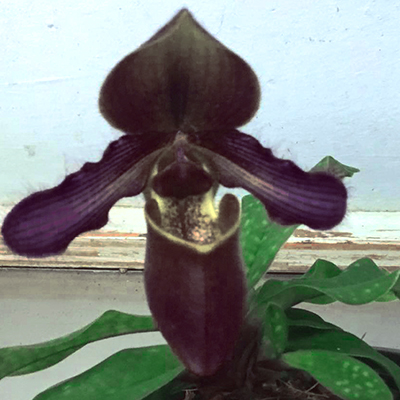 Paphiopedilum rungsurianum x henryanum