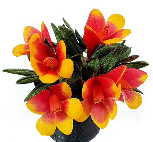 Dendrobium Aussie's Hi-Lo red yellow