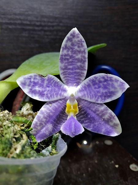Phalaenopsis Joy Michona coerulea