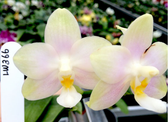 Phalaenopsis Joy Spring Canary 'Aurora'