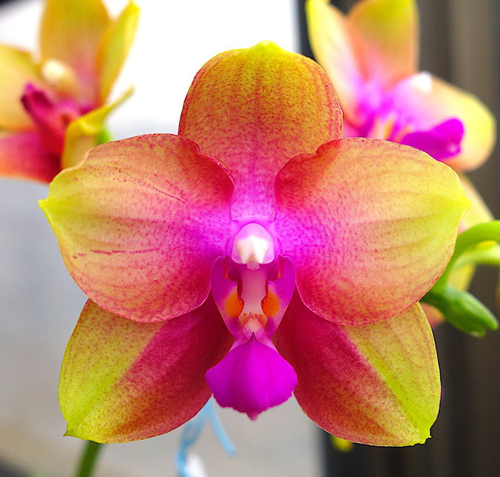 Phalaenopsis AL Rainbow 'Joy' (Sogo Manager x Texas Jewel)