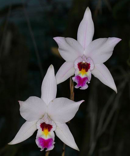 Laelia anceps delicata x self