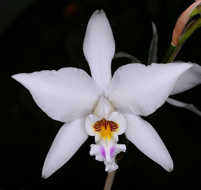 Laelia anceps dawsonii