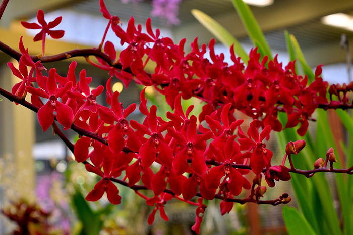 Renanstylis Azimah x Renanthera Bangkok Flame