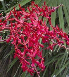 Renanthera Kultana Fire Coral