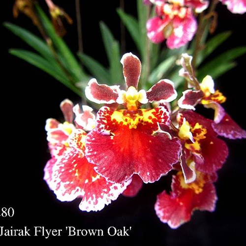 Oncidium (Tolumnia) Jairak Firm 'Brown Oak'