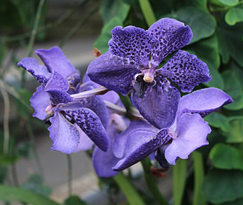 Vanda Fantastic Fanfare, 4n x Pimsai