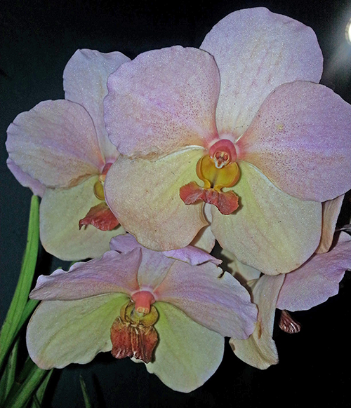 Vanda Merv L Velthuis x Ascocenda Suk Sumran Gold