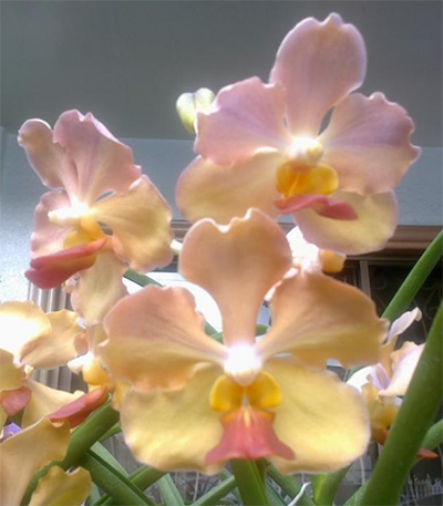 Vanda JVB x Ascocenda (Jiraprabha – Suk Sumran Gold)
