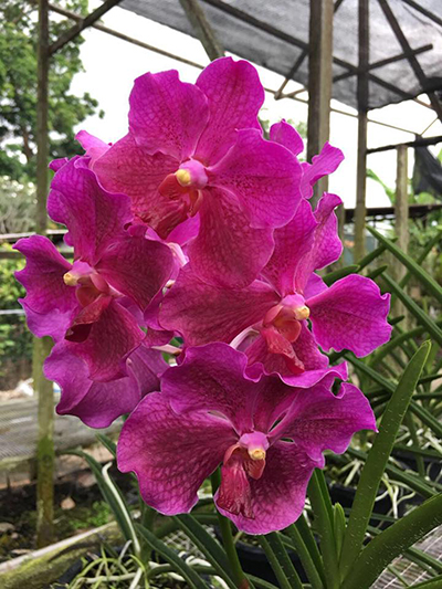 Vanda Hilo Rose x Doctor Anek