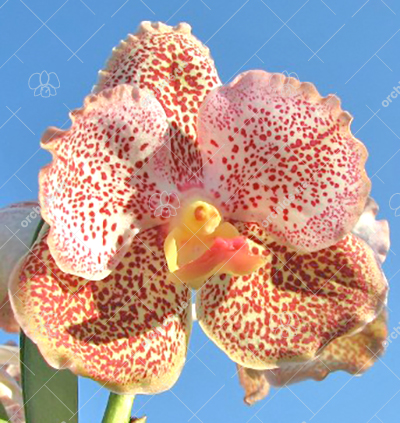 Vanda Sumon Gold x Fuchs Sunrise
