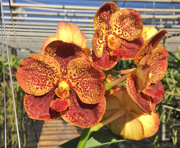 Vanda Boonchoosand x Ascocenda Kultana Gold Spot
