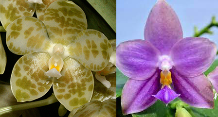 Phalaenopsis gigantea alba x Penang violacea blue