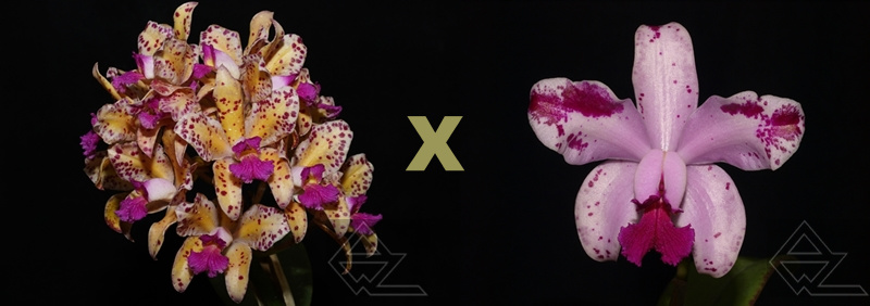 Cattleya amethystoglossa (aurea 'Do Daniel' x flamea (100031))