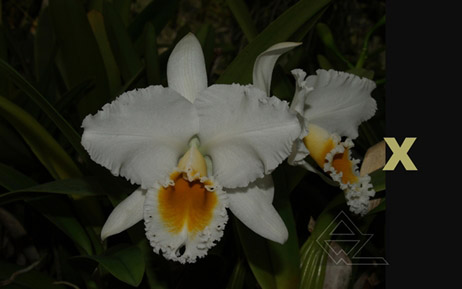 Cattleya percivaliana alba ('Charito' x 'do Savio')
