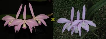 Laelia perrinii (concolor 'AWZ' x delicata 'AM')