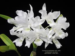 Cattleya skinneri alba 'Hakutsuru' BM/JOGA x SELF