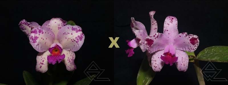 Cattleya amethystoglossa ('Wanderlino Schunk' x flamea 'Ponta Negra')