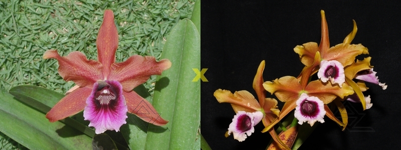 Laelia tenebrosa ('TD' x 'Richard')