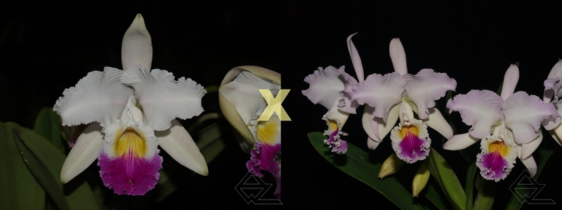 Cattleya mendelii 'Carlos Arango' x semi alba (quase)