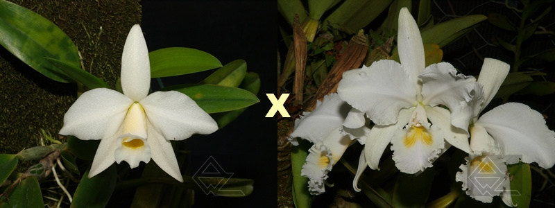 Laelia praestans alba x Cattleya warneri suavissima 'Ricardo Bells'