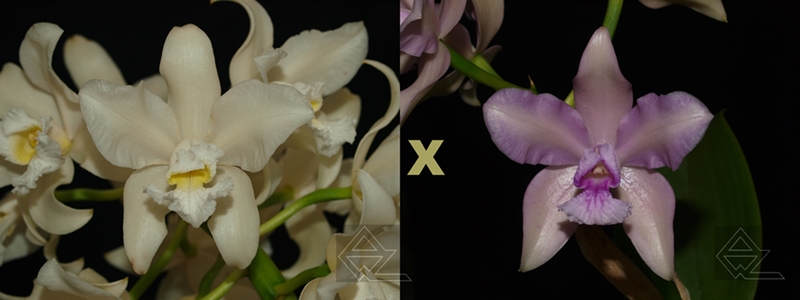 Cattleya amethystoglossa (alba 'Vitoria' x rosada 'Pacifica')