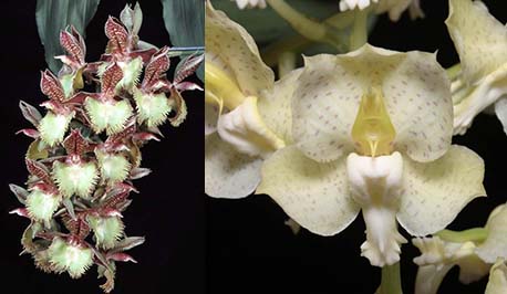 Catasetum Corinne's Frilly Spots (Frilly Doris 'SVO II' x tigrinum 'Very Wide Petals')
