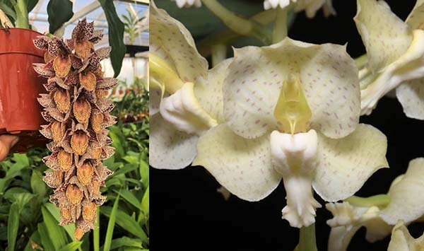 Catasetum Dentigrianum (denticulatum 'Dark Spots' x tigrinum 'Very Wide Petals')