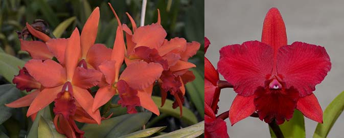 Laeliocattleya Spring Fires 'Lenette' #3' x Potinara Rubescent Fire 'April Rocket'