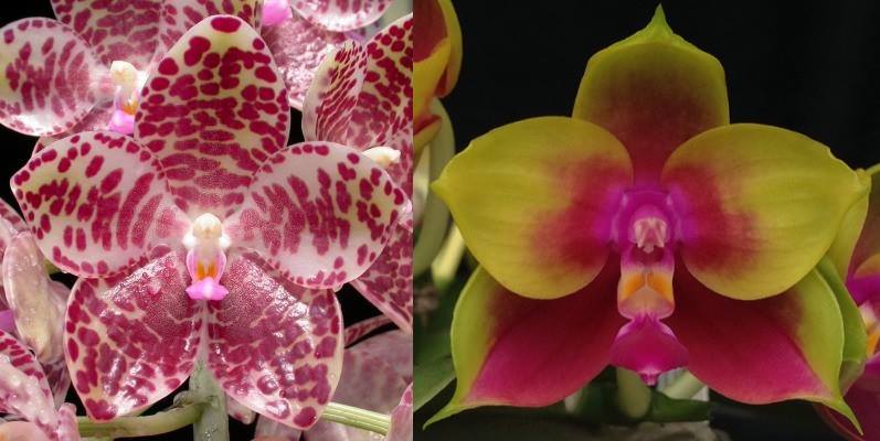 Phalaenopsis gigantea x Mituo King Bellina