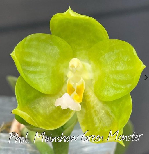 Phalaenopsis Mainshow Green Monster (seedling)