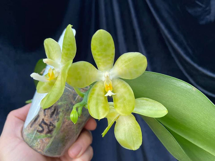 Phalaenopsis Mainshow Green Monster (seedling)