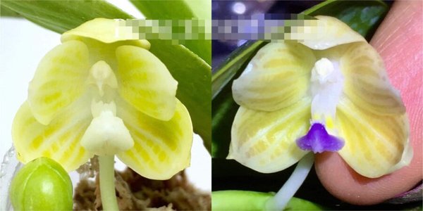 Phalaenopsis javanica alba x javanica alba 'Blue Lip'