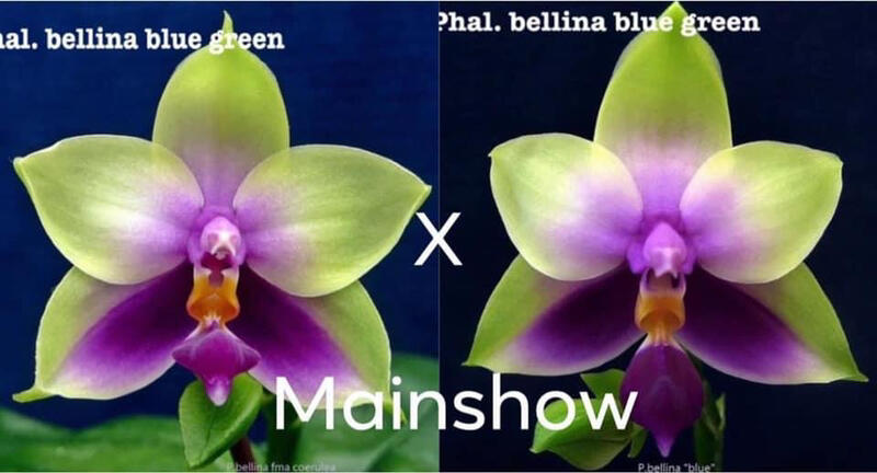 Phalaenopsis bellina coerulea green #2 x green #1